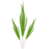 Цибуля